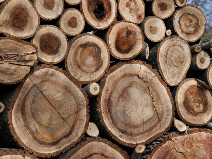 Gỗ walnut là gì? Tìm hiểu những đặc điểm của gỗ walnut