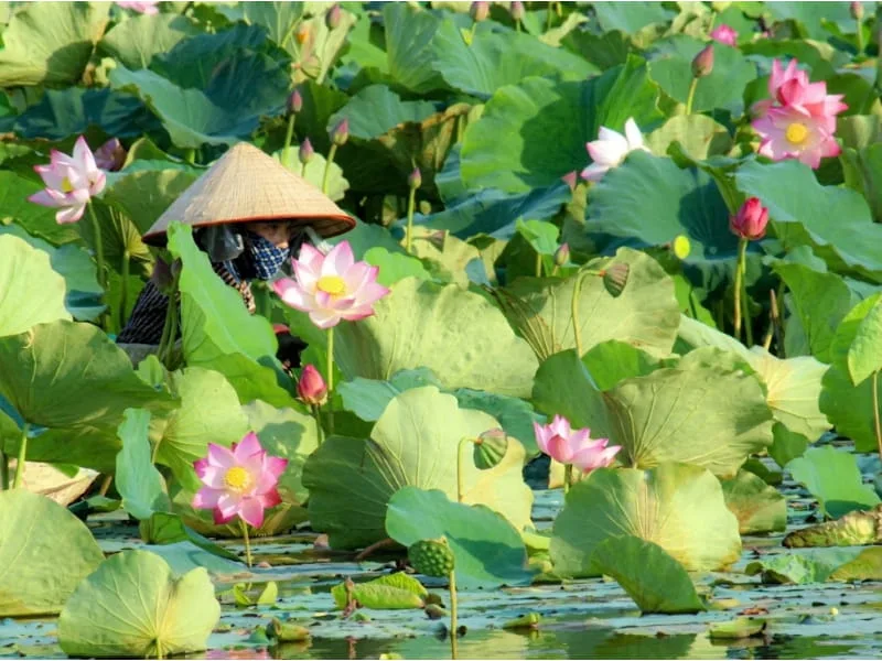 Hoa sen hồng gắn liền với sự bình an