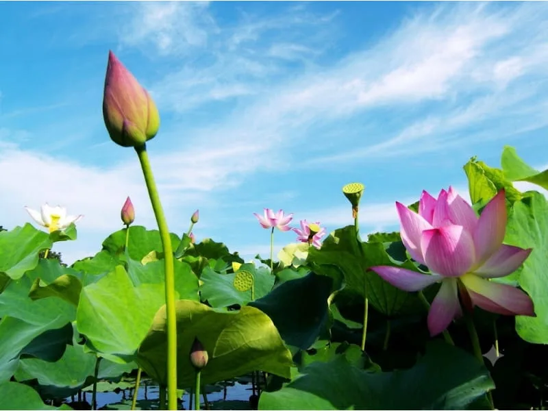 Hoa sen hồng có ý nghĩa gì? 5 ý nghĩa sâu sắc nhất